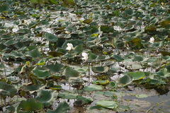 Nelumbo nucifera